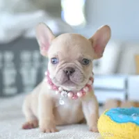 Pumpkin, a female French Bulldog for sale in Miami, FL – Photo 1 of 5