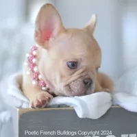 Pumpkin, a female French Bulldog for sale in Miami, FL – Photo 2 of 5