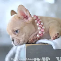 Pumpkin, a female French Bulldog for sale in Miami, FL – Photo 4 of 5