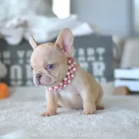 Pumpkin, a female French Bulldog for sale in Miami, FL – Photo 3 of 5