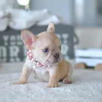 Pumpkin, a female French Bulldog for sale in Miami, FL – Photo 5 of 5