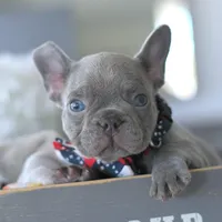 Valentino, a male French Bulldog for sale in Pompano Beach, FL – 4 of 5