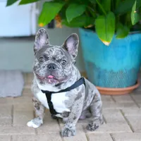 Penny, a female French Bulldog for sale in Miami, FL – Photo 7 of 7