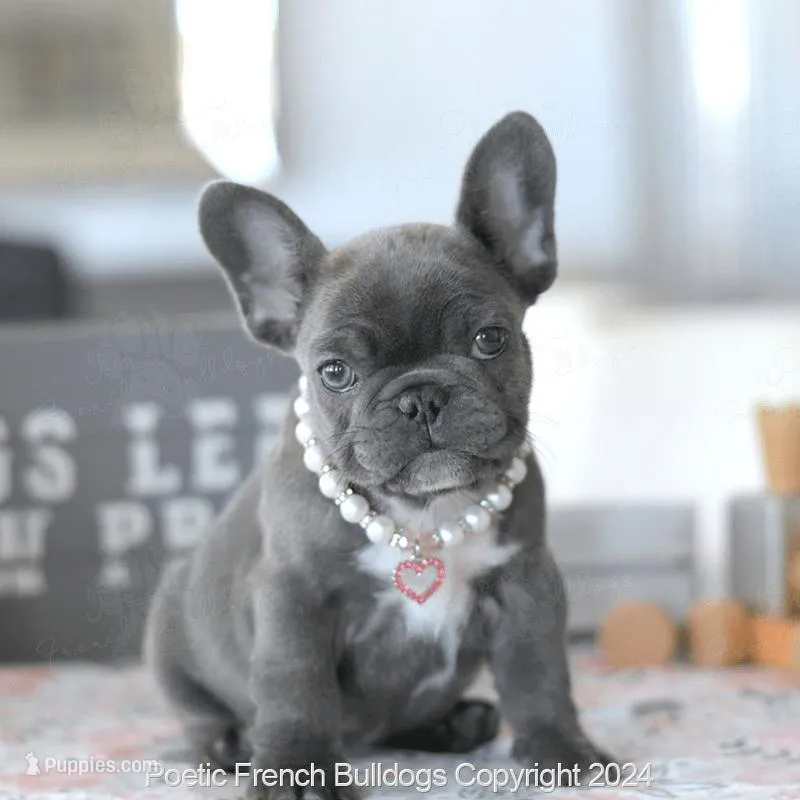 Penny – French Bulldog puppy for sale in Miami, FL