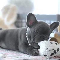 Penny, a female French Bulldog for sale in Miami, FL – Photo 5 of 7