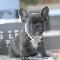 Penny, a female French Bulldog for sale in Miami, FL – Photo 4 of 7
