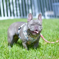 Penny, a female French Bulldog for sale in Miami, FL – Photo 6 of 7