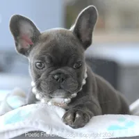 Penny, a female French Bulldog for sale in Miami, FL – Photo 2 of 7