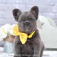 Reserved, a male French Bulldog for sale in Miami, FL – Photo 2 of 5