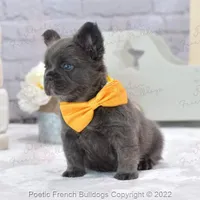 Reserved, a male French Bulldog for sale in Miami, FL – Photo 4 of 5