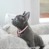 Luna Blue, a female French Bulldog for sale in Miami, FL – Photo 3 of 7