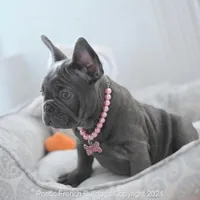 Luna Blue, a female French Bulldog for sale in Miami, FL – Photo 2 of 7