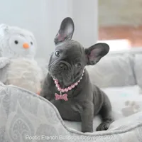 Luna Blue, a female French Bulldog for sale in Miami, FL – Photo 1 of 7