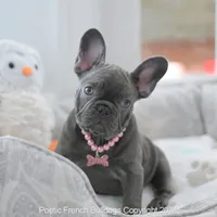Luna Blue, a female French Bulldog for sale in Miami, FL – Photo 4 of 7