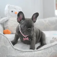 Luna Blue, a female French Bulldog for sale in Miami, FL – Photo 4 of 7