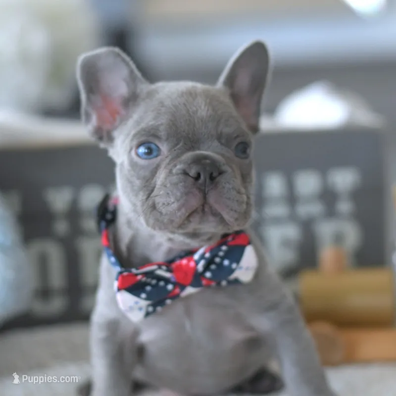 Valentino – French Bulldog puppy for sale in Pompano Beach, FL