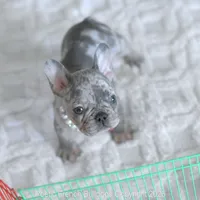 Skye, a female French Bulldog for sale in Pompano Beach, FL – 5 of 5
