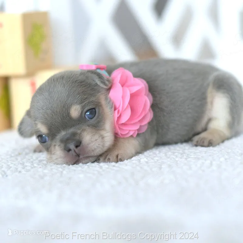 Lumi Lilac – French Bulldog puppy for sale in Miami, FL