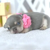 Lumi Lilac, a female French Bulldog for sale in Miami, FL – 1 of 4
