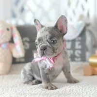 Half Pint, a female French Bulldog for sale in Pompano Beach, FL – 2 of 6