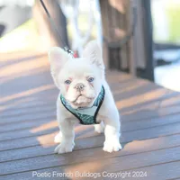 Halo, a male French Bulldog for sale in Miami, FL – Photo 4 of 5