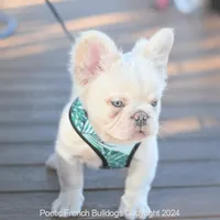 Halo, a male French Bulldog for sale in Miami, FL – Photo 2 of 5