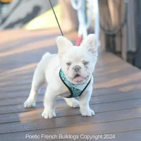 Halo, a male French Bulldog for sale in Miami, FL – Photo 1 of 5
