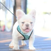 Halo, a male French Bulldog for sale in Miami, FL – Photo 3 of 5