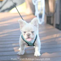 Halo, a male French Bulldog for sale in Miami, FL – Photo 5 of 5