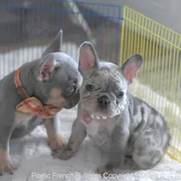 Skye, a female French Bulldog for sale in Pompano Beach, FL – 4 of 5