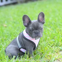Tiny Bella, a female French Bulldog for sale in Miami, FL – 2 of 5