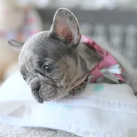 Half Pint, a female French Bulldog for sale in Pompano Beach, FL – 4 of 6