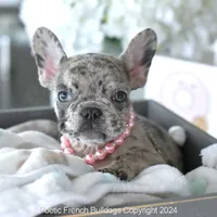 Willow, a female French Bulldog for sale in Miami, FL – Photo 3 of 5