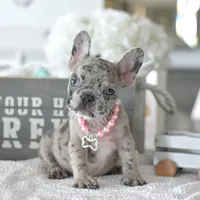 Willow, a female French Bulldog for sale in Miami, FL – Photo 1 of 5