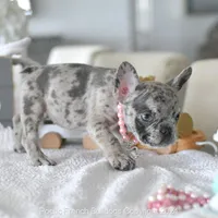 Willow, a female French Bulldog for sale in Miami, FL – Photo 4 of 5