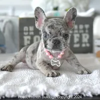 Willow, a female French Bulldog for sale in Miami, FL – Photo 2 of 5