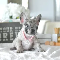 Willow, a female French Bulldog for sale in Miami, FL – Photo 5 of 5