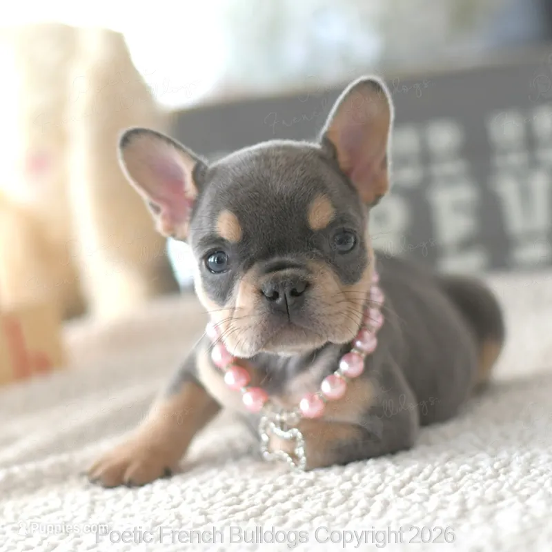 Hensley – French Bulldog puppy for sale in Pompano Beach, FL