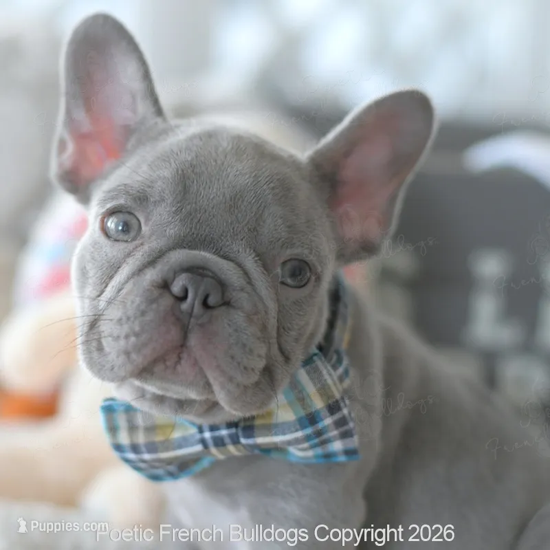 Jasper – French Bulldog puppy for sale in Pompano Beach, FL