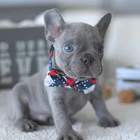 Valentino, a male French Bulldog for sale in Pompano Beach, FL – 3 of 5