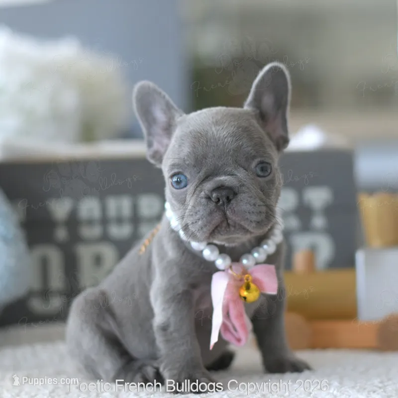 Dolce – French Bulldog puppy for sale in Pompano Beach, FL