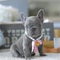 Dolce, a female French Bulldog for sale in Pompano Beach, FL – 1 of 6