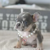 Ella, a female French Bulldog for sale in Pompano Beach, FL – 4 of 5