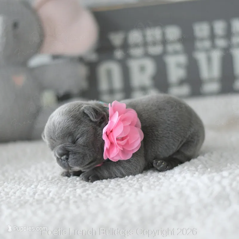 Bitsy – French Bulldog puppy for sale in Pompano Beach, FL
