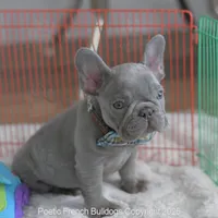 Jasper, a male French Bulldog for sale in Pompano Beach, FL – 2 of 7