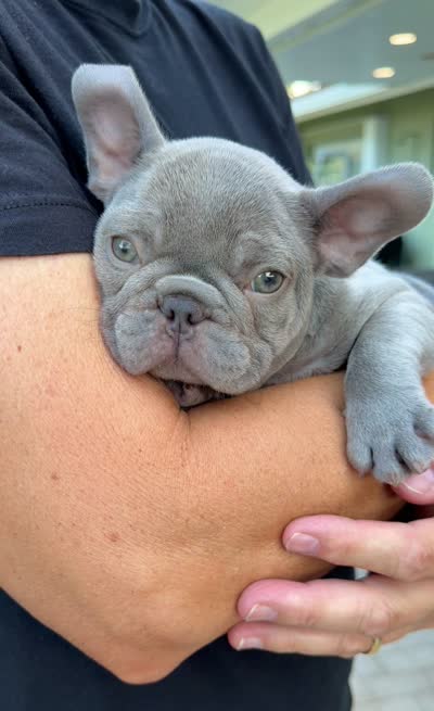 Jasper, a male French Bulldog for sale in Pompano Beach, FL – 6 of 7