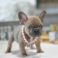 Reserved, a female French Bulldog for sale in Miami, FL – Photo 1 of 5