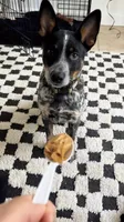 Koda, a male Australian Cattle Dog for sale in Chicago, IL – 1 of 2