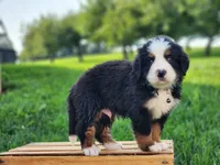Buster, a male Bernese Mountain Dog for sale in Reinholds, PA – 2 of 2