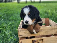 Teddy, a male Bernese Mountain Dog for sale in Reinholds, PA – 2 of 2
